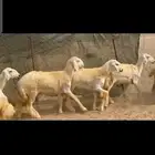 غنم حريات رخال جنب