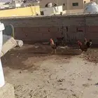 تلات ديوك ودجاجه للبيع