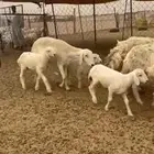 غنم حريات رخال خلفات