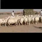 غنم حريات حرش دفيع مفاصيل