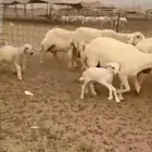 غنم حريات خلفات