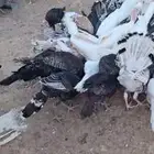 54 حبه رومي 52جوز حمام سلفر وابيض حفر الباطن لبيع السريع جو