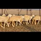 غنم حريات رخال