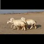 غنم حريات حرش دفيع مفاصيل