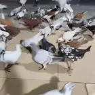 للبيع حمام شامي كشيش الموقع الرياض