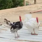 ديوك رومي الموقع الداير
