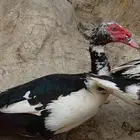 زوج بط للبيع الموقع قريب الداير