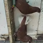 للبيع الموقع الرياض جوز نوريات حمر ذنب ثقيل