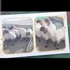 حلاق غنم ماكينه
