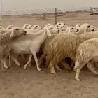 غنم حريات دفيع مفاصيل