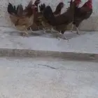 للبيع دجاج تركي بياض جروم توب