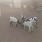 موجود ماعز قزم