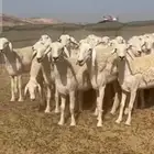 غنم حريات رخال صنف الصنف
