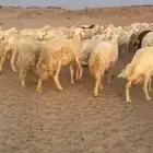 غنم حريات خلفات جروم