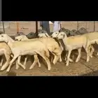 غنم حريات رخال صنف
