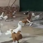 للبيع الموقع الرياض العدد 40 تقريبا