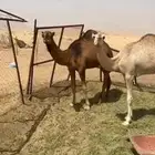 قعود حمر وبكره حره صافيه صفراء