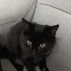 قط للتبني لعمر سنه تقريبا لطيف كتير الفرو كثيف راسه مدور