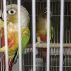 جوزكنيو اناناس تم البيع