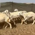 غنم حريات رخال