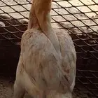 دجاجه باكستاني الموقع الداير