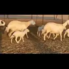 غنم حريات خلفات