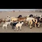 غنم سواكني خلفات