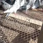 للبيع حمام باكستاني مستويات طيب