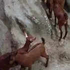 للبيع 3 تيوس و2 عنوق دهم الموقع الداير