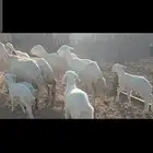 غنم رفيدية طيبة
