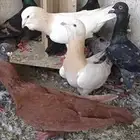 حمام شامي للبيع