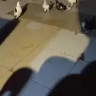 حمام كش العدد 25 شرط كش ثلاث طالعين من فكيك وباقي شرط كش