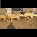 غنم حريات رخال