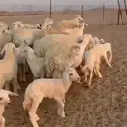 غنم حريات خلفات جبرة