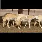 غنم حريات رخال صنف
