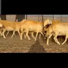 غنم حريات دفيع مفاصيل