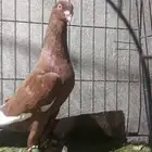 ذكرين للبيع جده