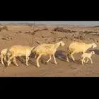 غنم حريات خلفات