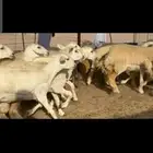 غنم حريات حرش جدعات