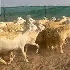 غنم حريات رخال صنف