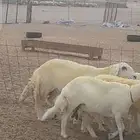 غنم حريات حرش دفيع مفاصيل