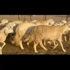 غنم حريات دفيع