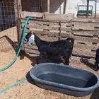 عنز تحتها جفره