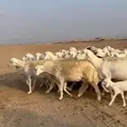 غنم حريات رخال دفيع