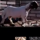 حلاق غنم ماكينه نضيفا اوغسيل