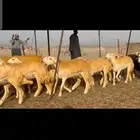 غنم حريات رخال صنف الصنف