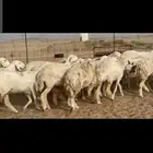 غنم حريات رخال صنف