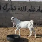 تيس جذع للبيع بالقريات