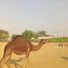 بكار سواحل دهم الموقع ناوان شرق المضيلف