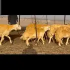 غنم حريات صنف دفيع شرط